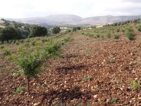 Garten Zum Verkauf In Mugla Region 880000M2 Nussbaum