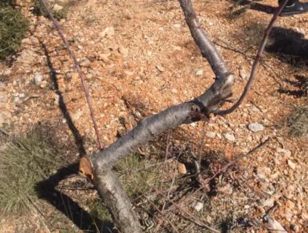 Der 200000M2 Mandelgarten Steht Im Zentrum Von Mugla Zum Verkauf.