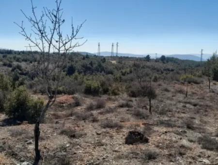 Der 200000M2 Mandelgarten Steht Im Zentrum Von Mugla Zum Verkauf.