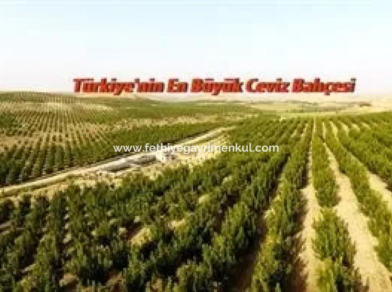 Garden For Sale In Mugla Region 880000M2 Walnut