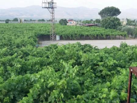 Manisa Prefecture Alasehir District 19000M2 Grapefring Farm For Urgent Sale