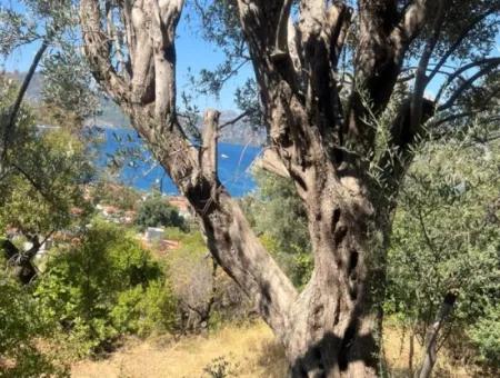 Land For Sale In Marmaris Selimiye Neighborhood With Sea View 5200M2 Suitable For The Construction Of 2 Villas Or Hotel Construction